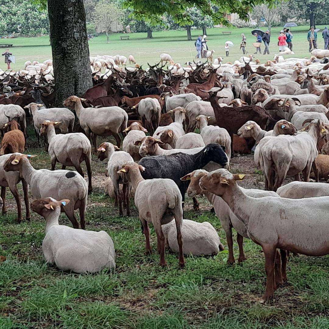 Notre rétrospective 2023 : le 21 mai 2023 ; transhumance ; Saint-Vallier de Thiey