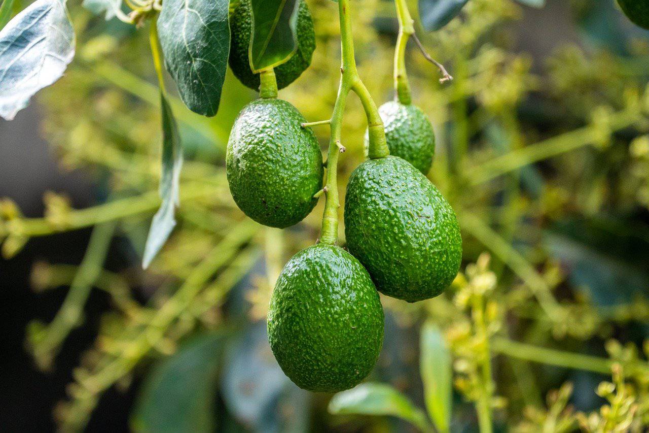 Guacamole maison