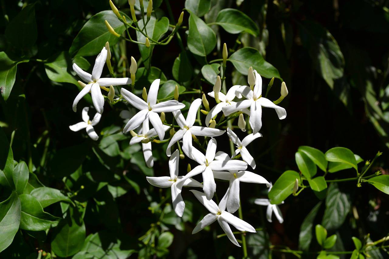 Fabulo plantes