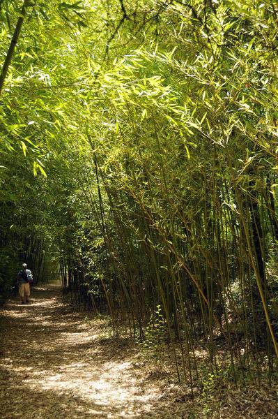 Visite de la passion ; Montauroux ; Bambou ; Visit of the passion; Montauroux; Bamboo