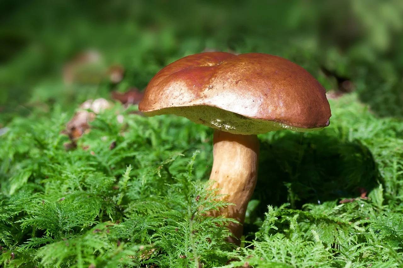 L’ONF, engagé dans la mycologie