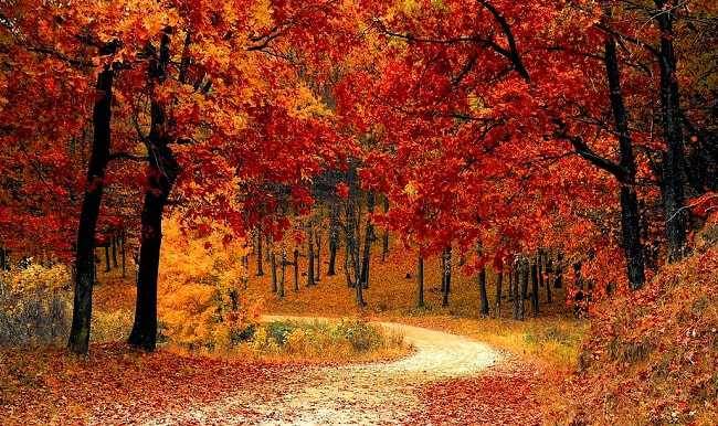 La Forêt À L’automne