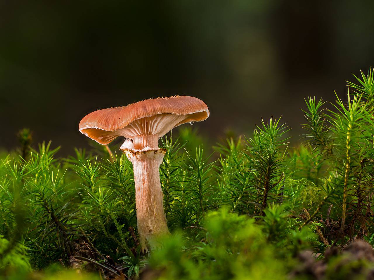 L’ONF, engagé dans la mycologie