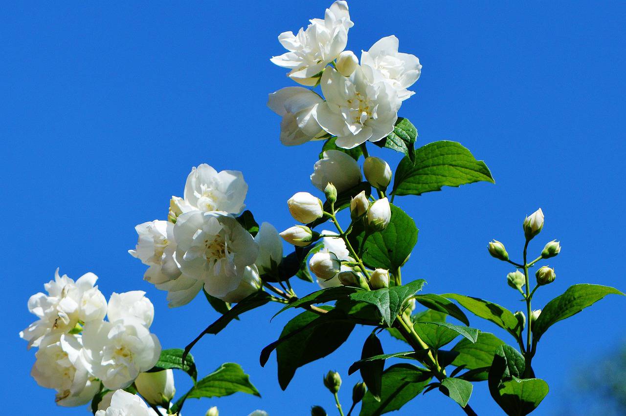 Cueillette de Jasmin ; Visite de la Passion ; Pays de Fayence ; Tourrettes Var ; Le jardin des petites mains ; Unesco ; Chemins parfumés ;