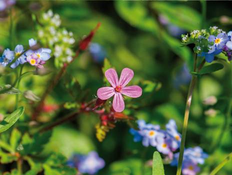 Se soigner autrement avec les plantes locales, est-ce possible ?