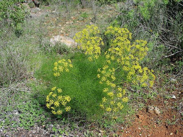 29 août; Sainte Sabine; jour du fenouil; Argentine :  journée des avocats. August 29; Saint Sabina; fennel day; Argentina: Lawyers Day