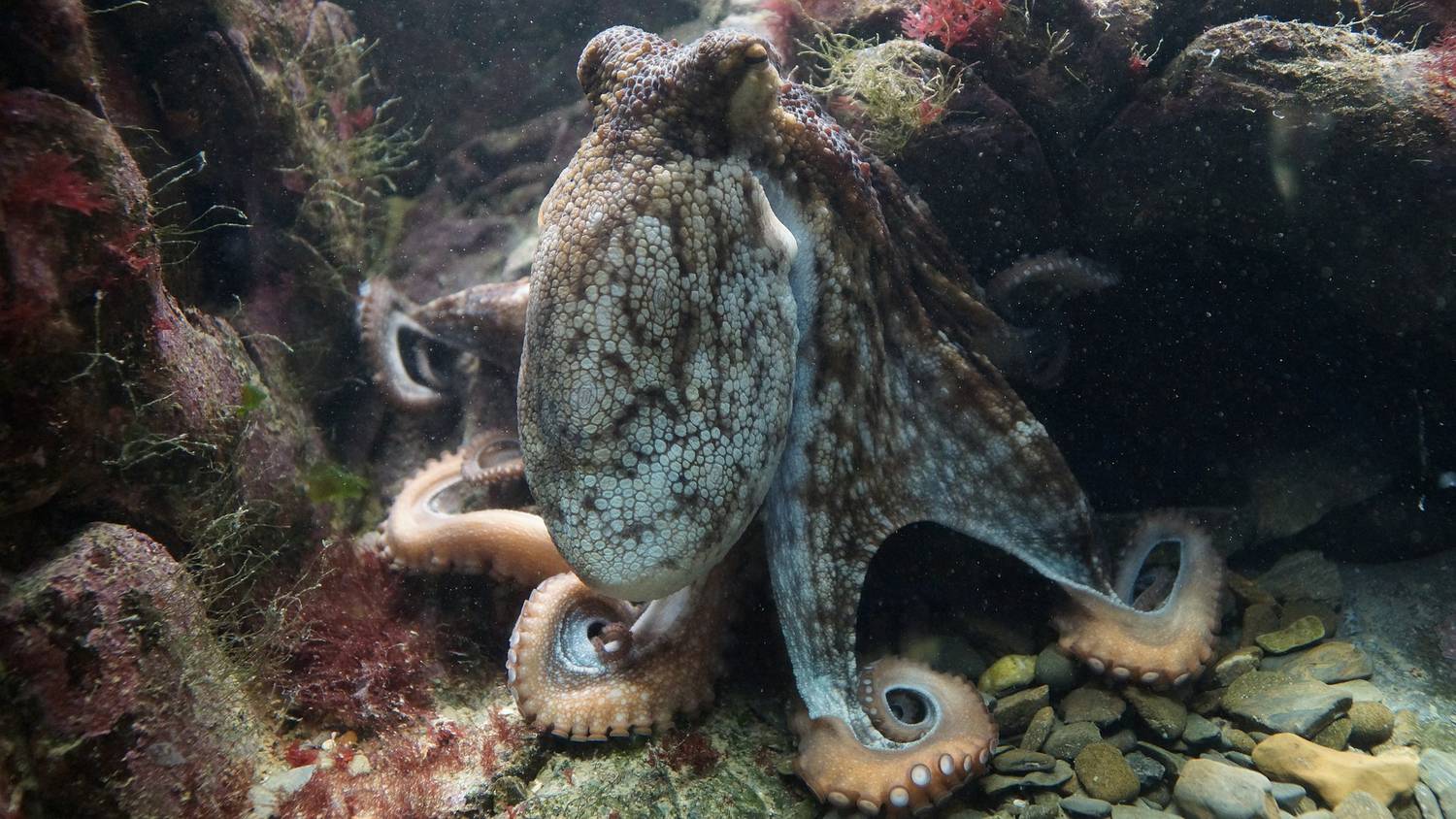 La lutte sur pieuvre- octopus wrestling