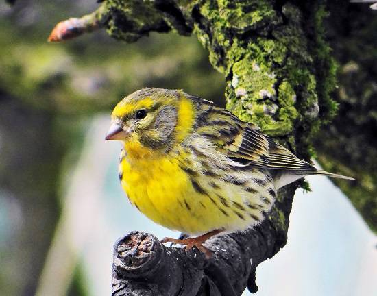 Le Serin Cini