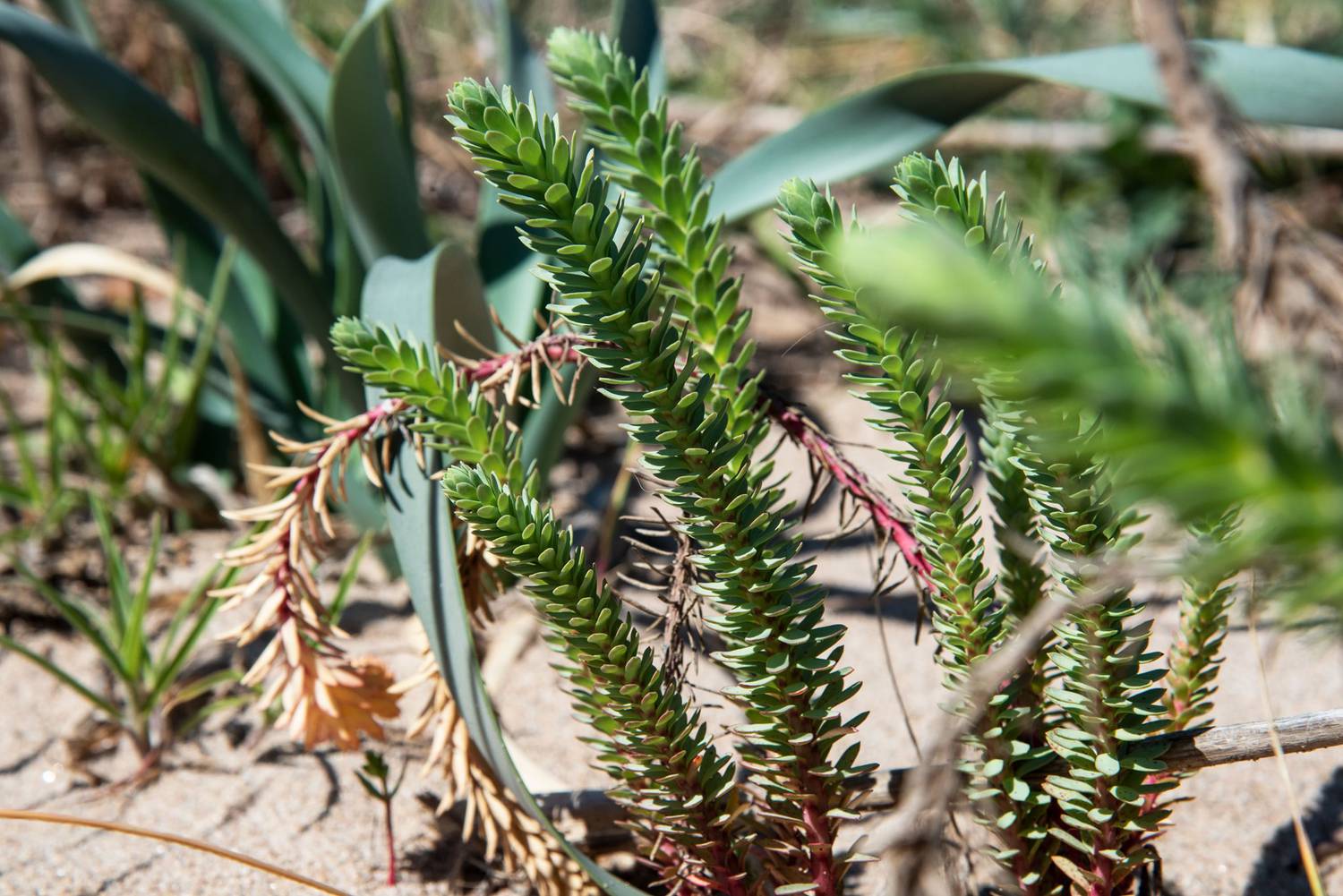 plantes, mer