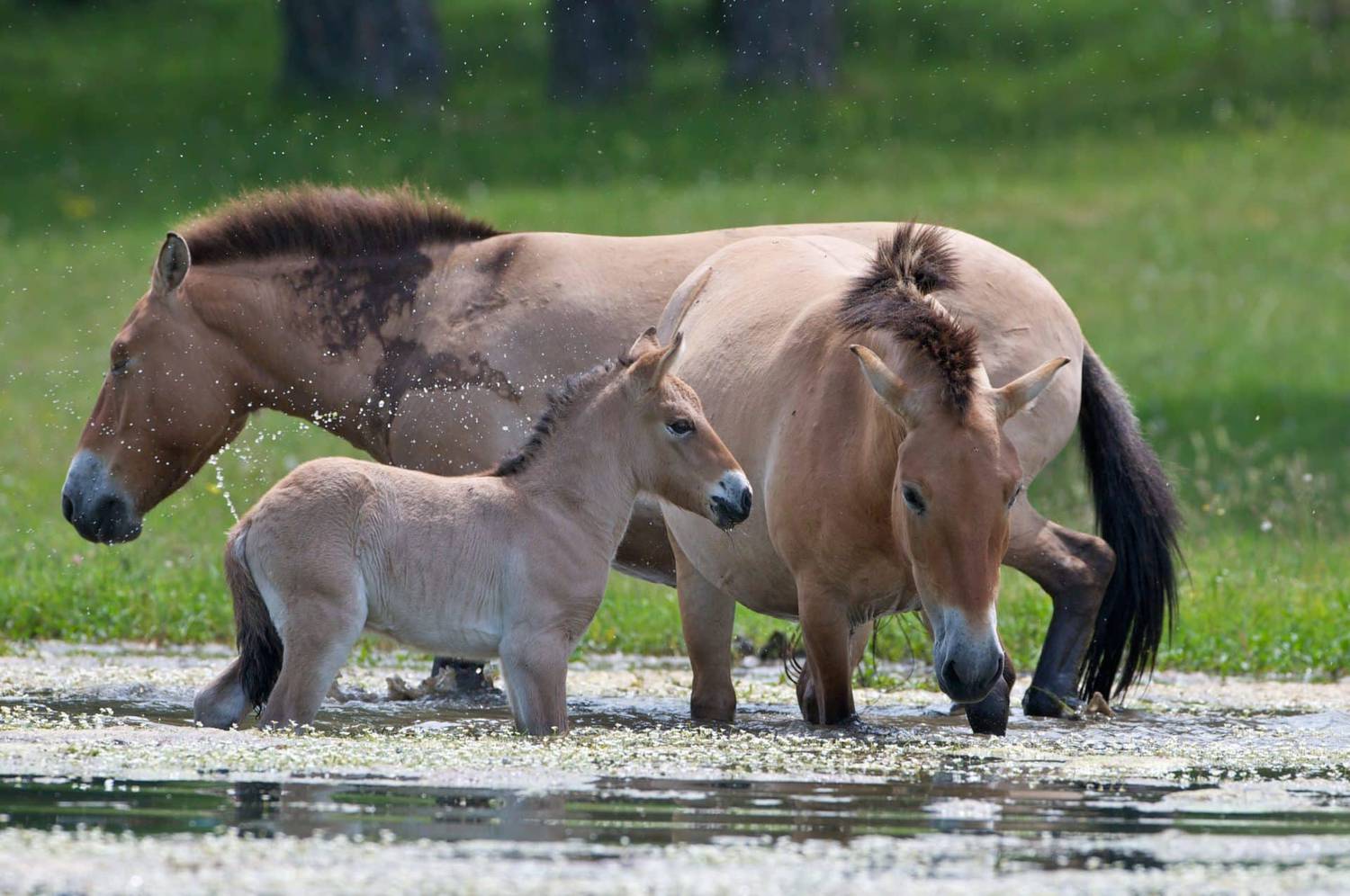 La Réserve des Monts d'Azur et le réensauvagement ; Aléna et Patrice Longour ; Rewilding Europe ; chevaux sauvages de Przewalski ; Pablo Schapira