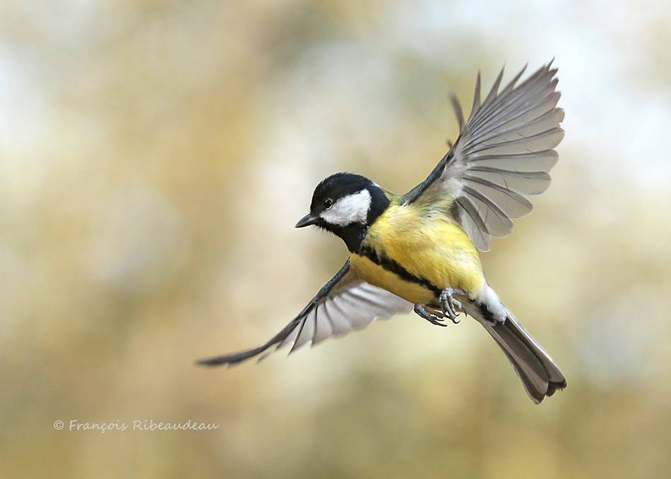 Mésange Charbonnière