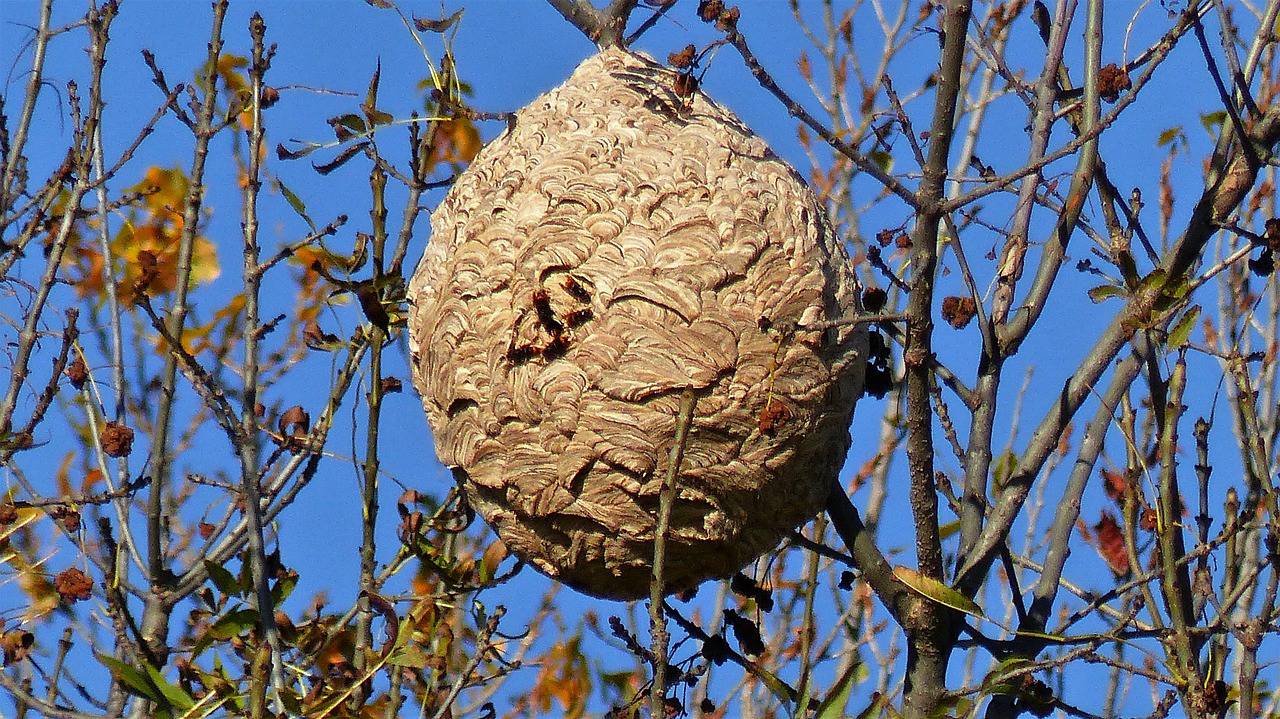 frelons asiatiques ; Alpes-Maritimes ; Prédateurs ; Abeilles