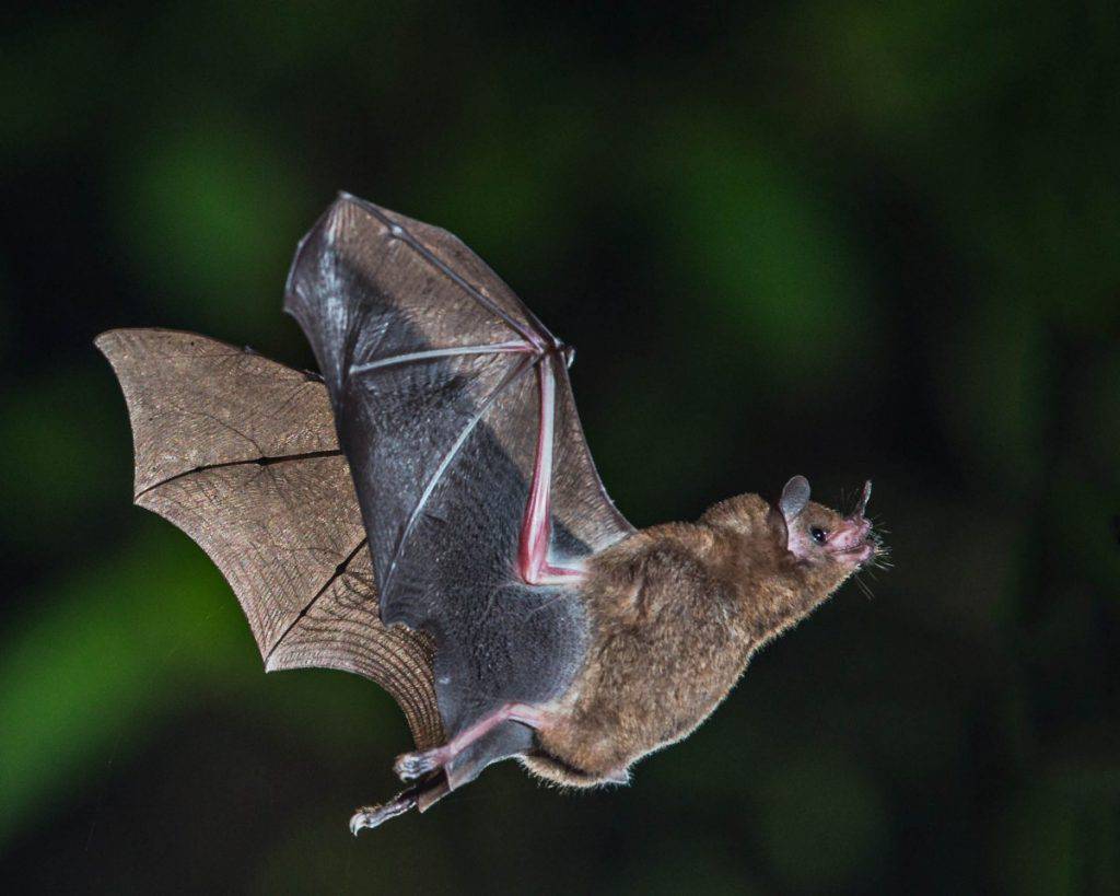 A la rencontre des chauves-souris; Grasse; nuit internationale de la chauve-souris