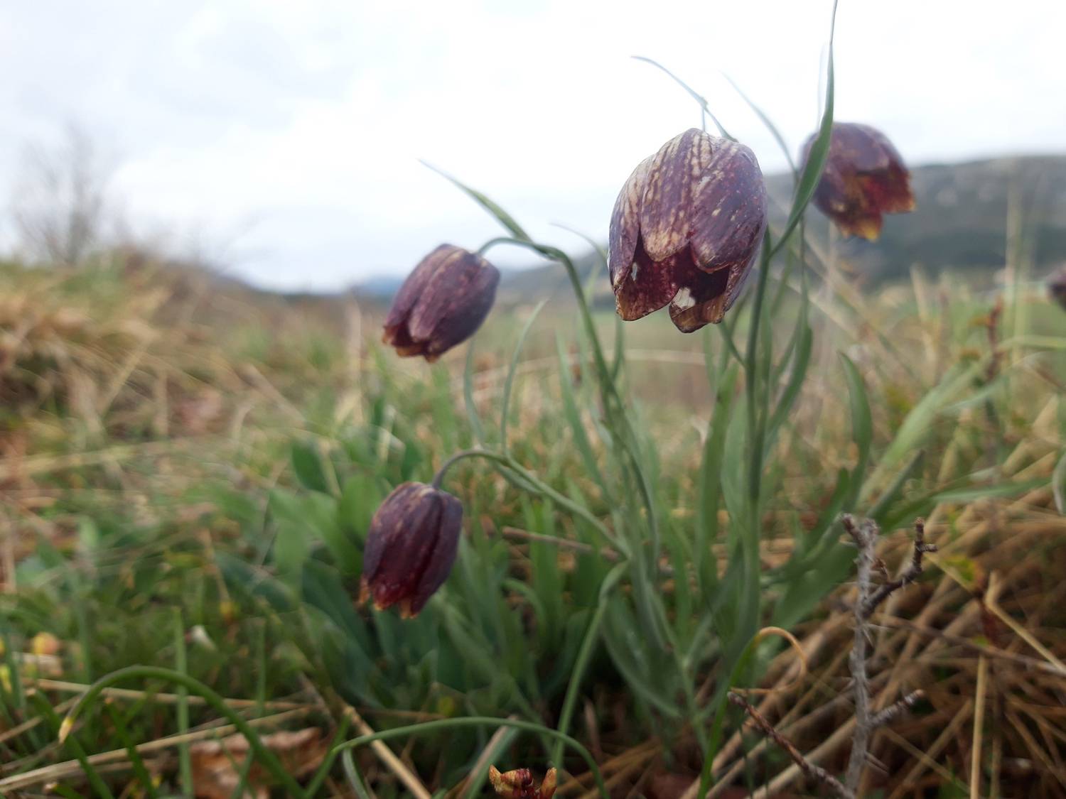 fritillaire, caussols