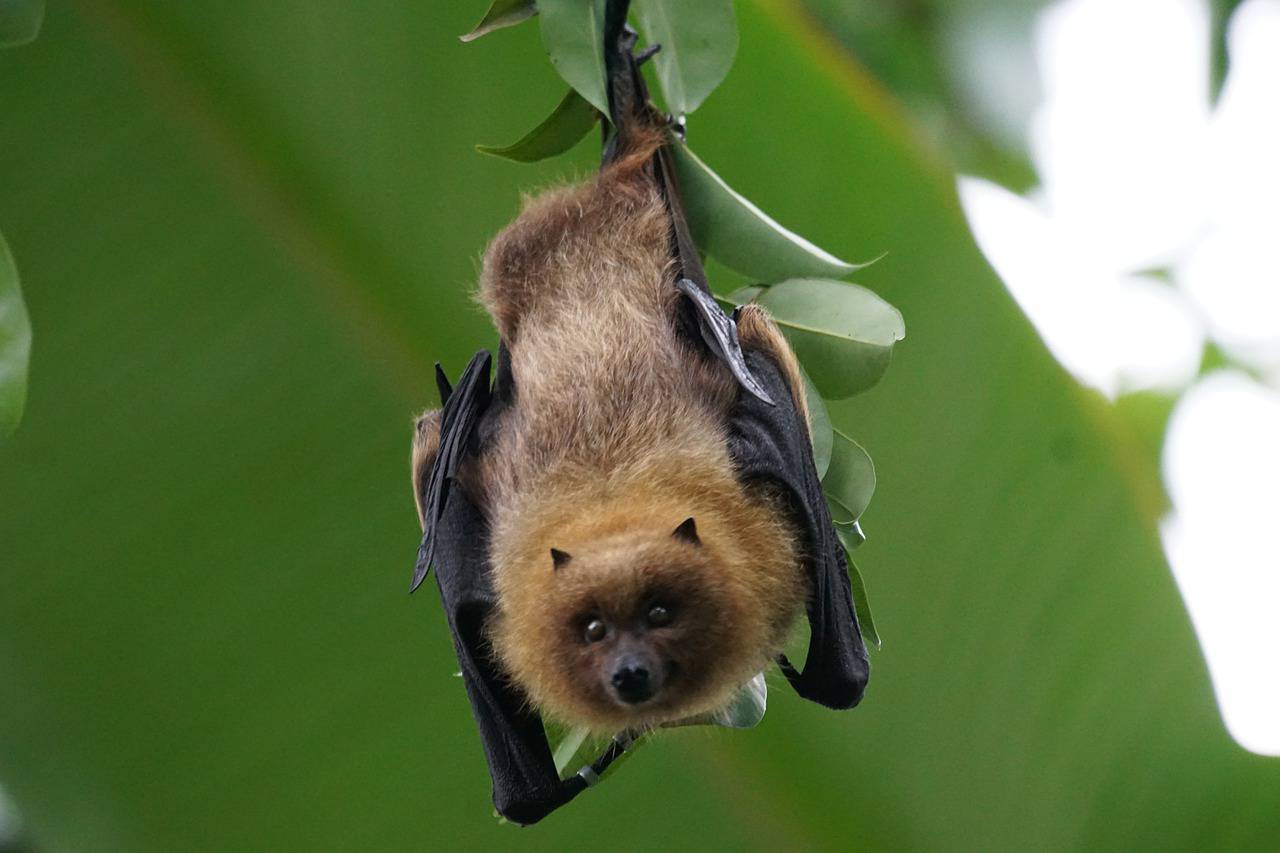 À la découverte des chauves-souris ; Grasse.