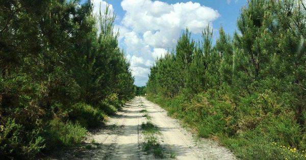 Feux de forêt, maintenant on fait quoi ? ONF