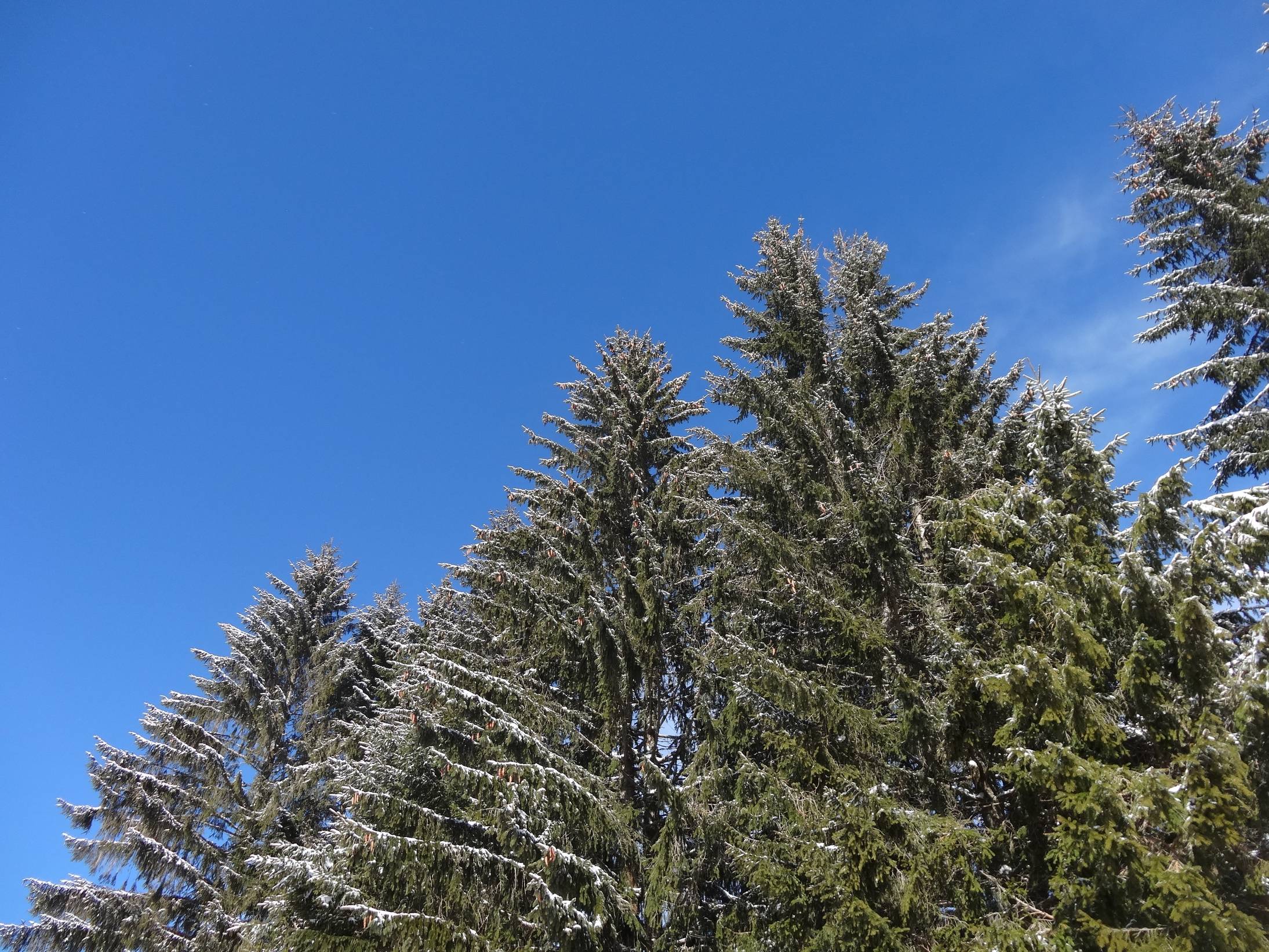 L’hiver en forêt, deuxième partie