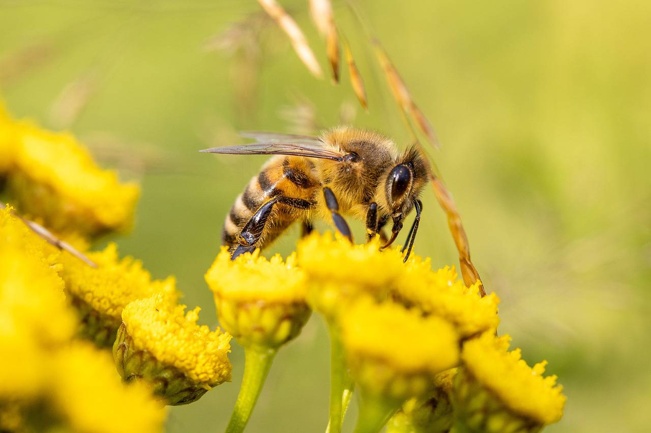 Le Berger d’Abeilles , Visite de la Passion ; Pays de Fayence