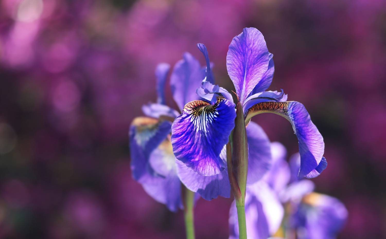 plantes, journée