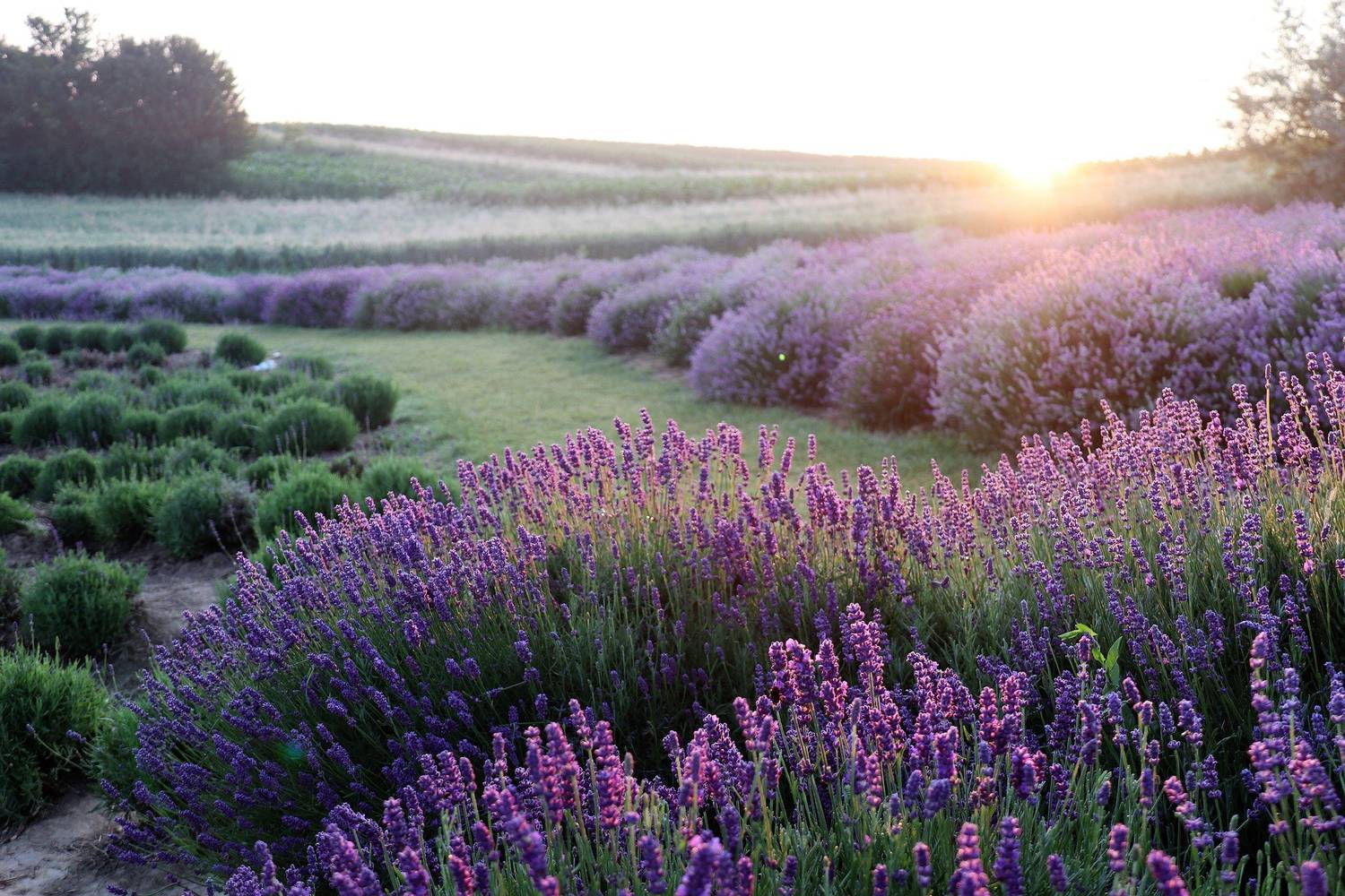 fabulo-plantes, Grasse