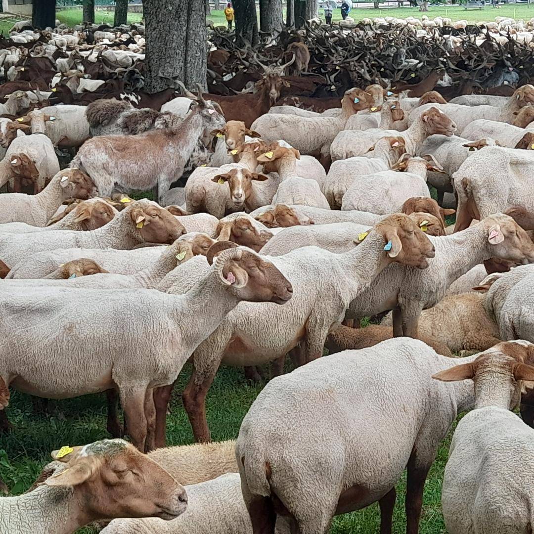 Transhumance ; Tradition ; Fête ; Saint-Vallier de Thiey ; Moutons ; Agneaux ; Chèvres ; Bernard Bruno ; Jean-Marc Delia.