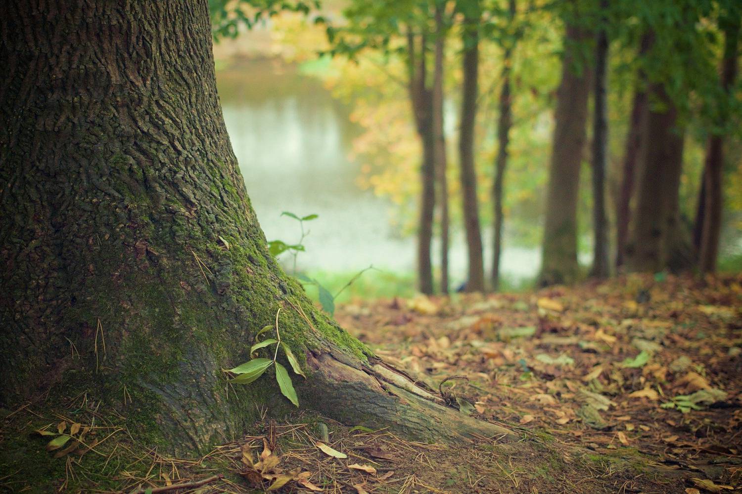 forêt, observations