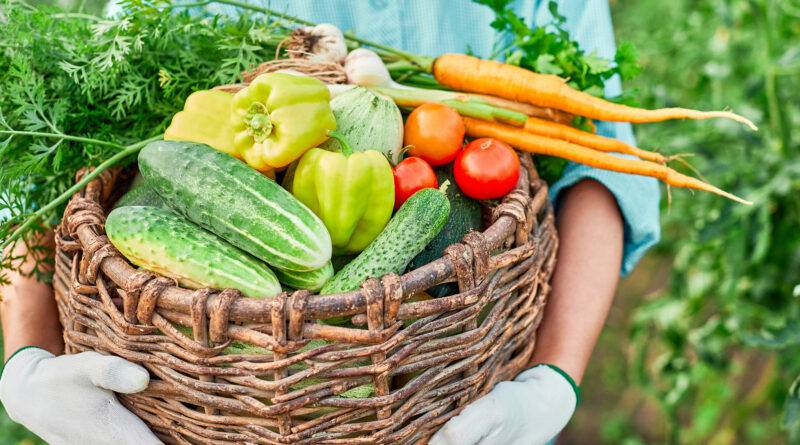 Lancez-vous dans la Transition Alimentaire :  Participez aux Appels à Projet du PAT