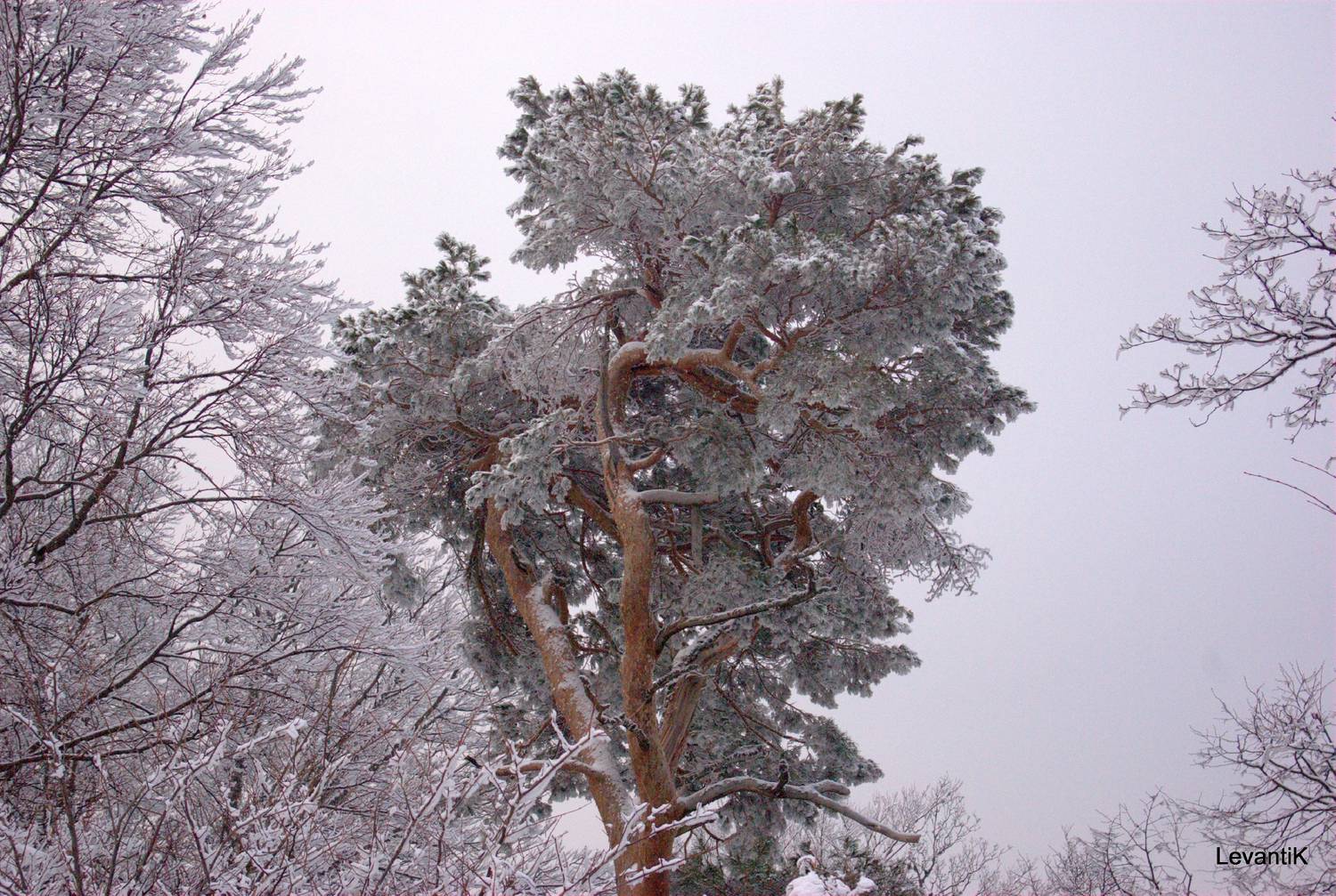 L’hiver en forêt, troisième partie