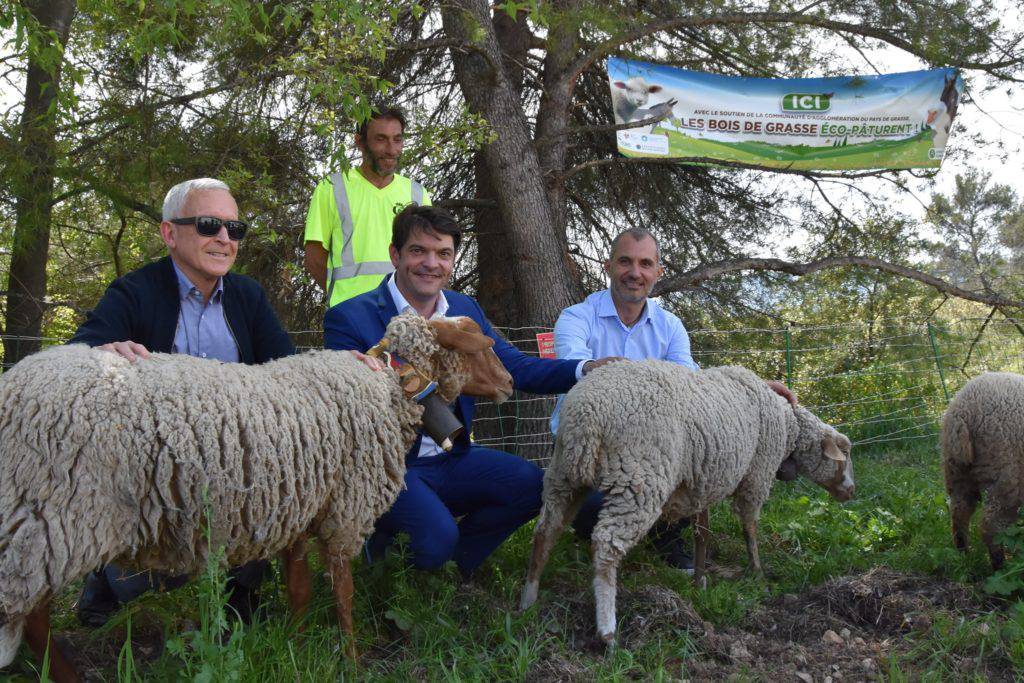 L’éco-pâturage s’installe au Bois de Grasse ; EBG ; Jérôme Viaud ; Jean-Pascal Decroix ; Philippe DeRaco ; greendeal.