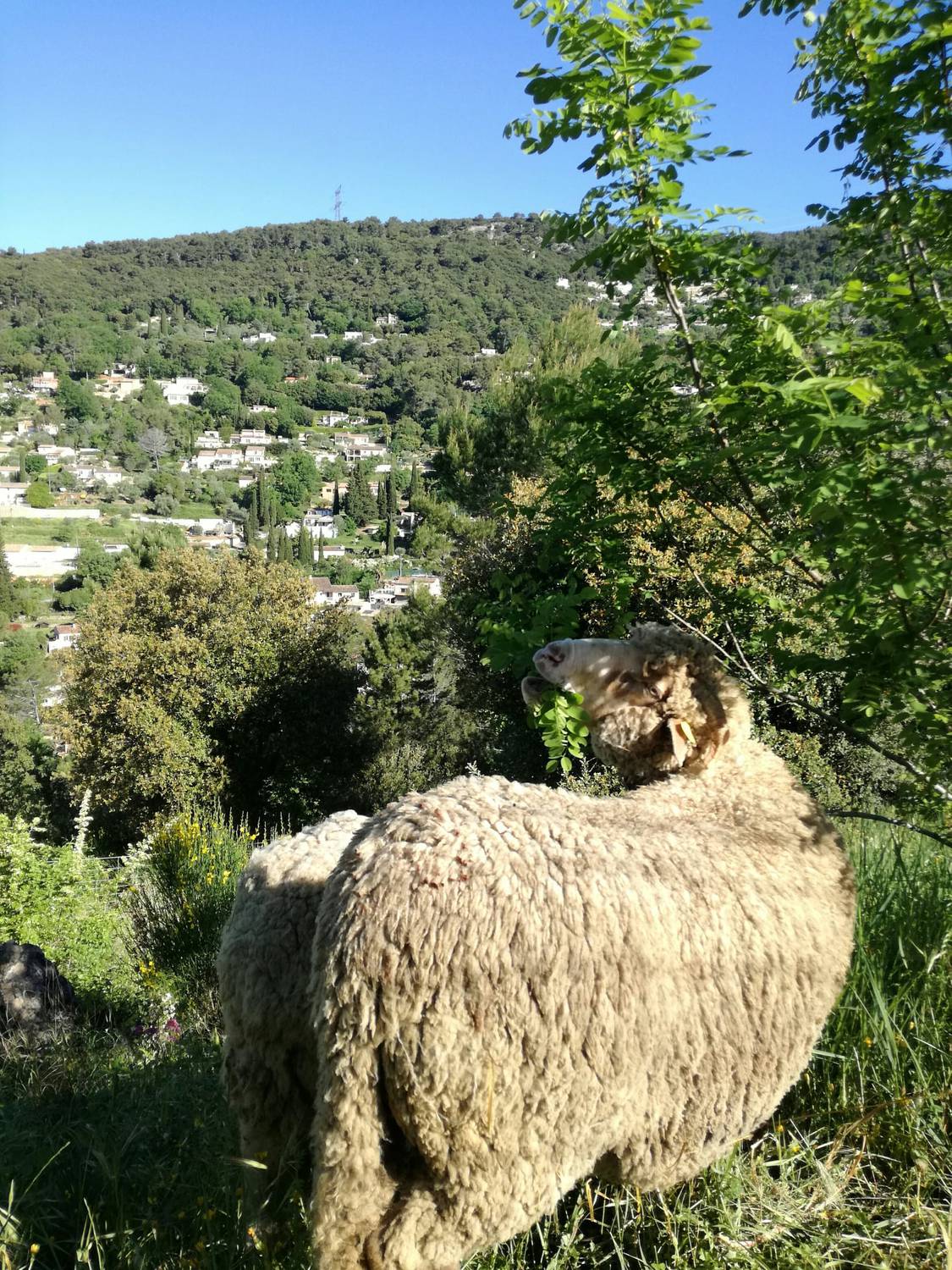 Le Tignet - éco-pâturage - moutons - âne