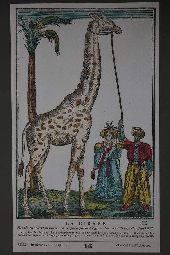 arrivée à Paris de la girafe de Charles X; Méhémet Ali; Zarafa; Geoffroy Saint-Hilaire