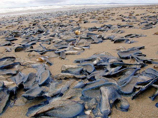 méduses bleues