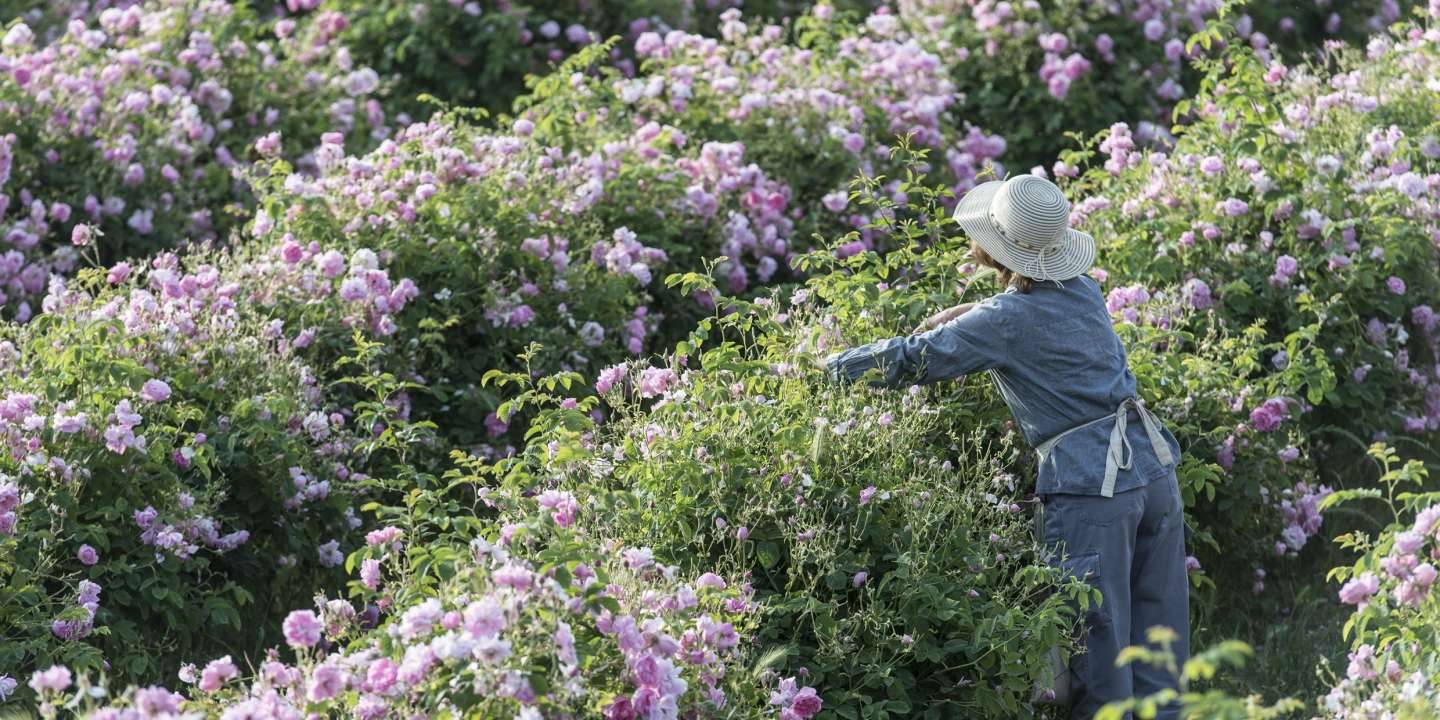 La Maison Lancôme renforce son ancrage à Grasse