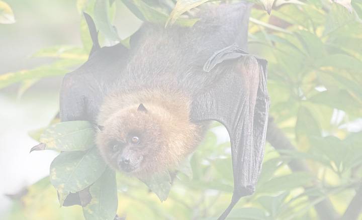 A la rencontre des chauves-souris