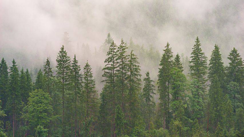 La forêt ça nous gagne !