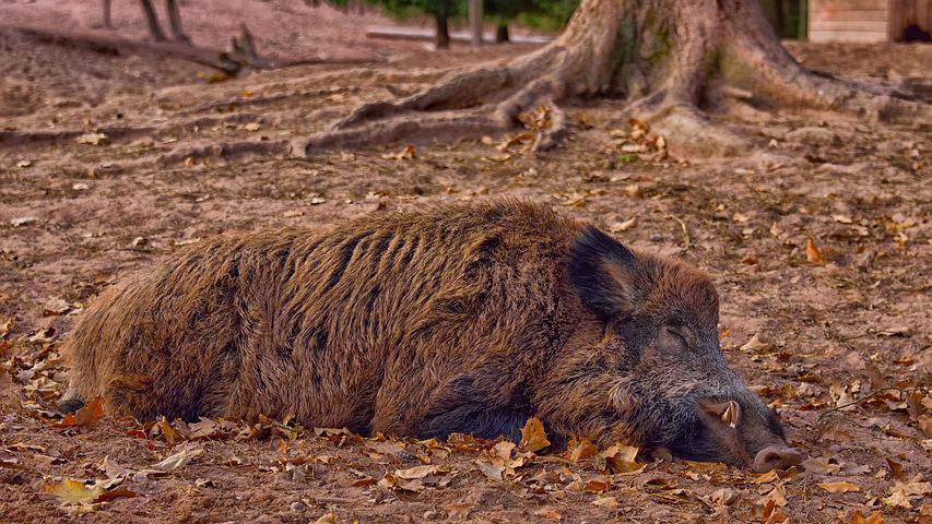 Prudence est mère de sureté ; peste porcine ; Italie ;