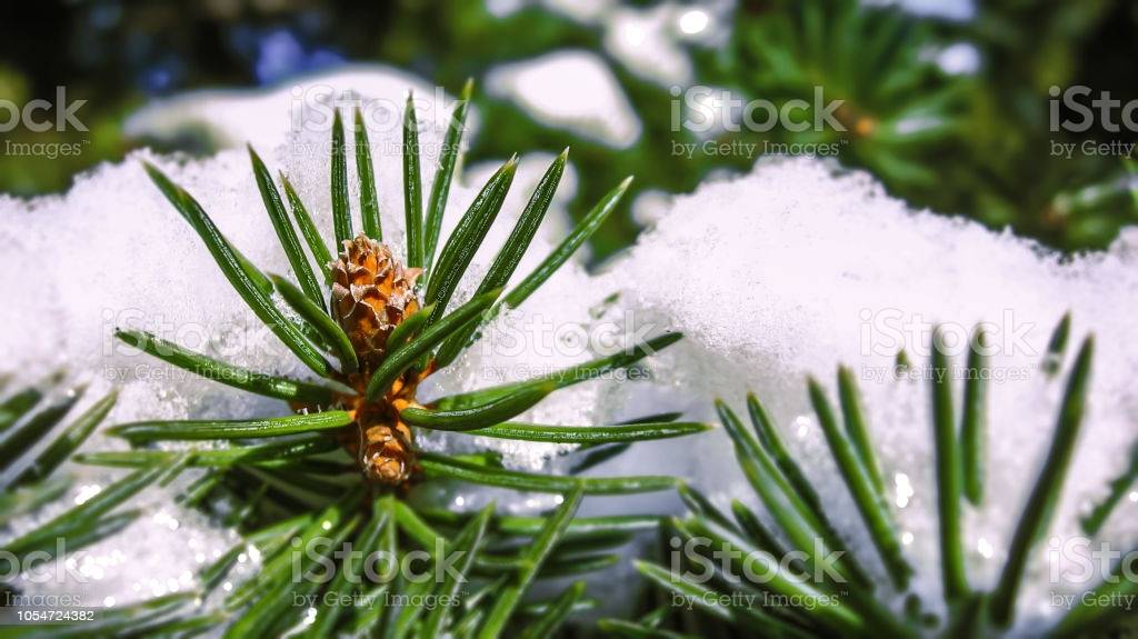 L’hiver en forêt, troisième partie