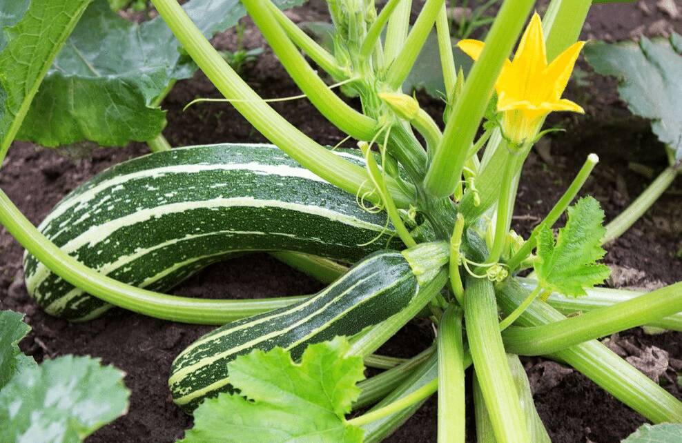 Tarte fine aux tomates et courgettes