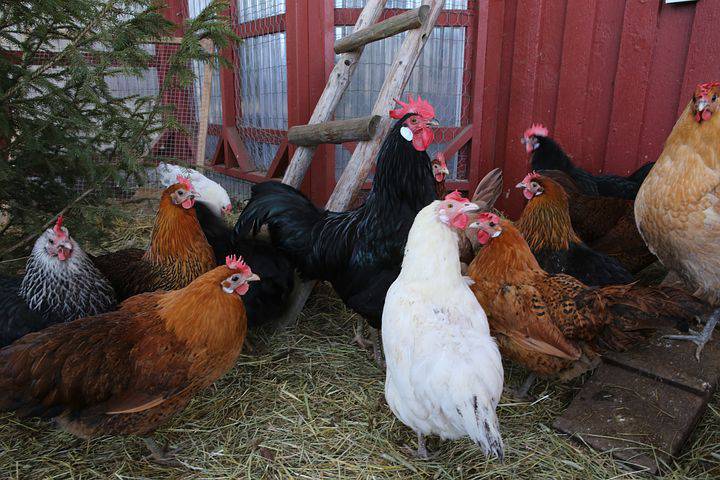 De ferme en ferme