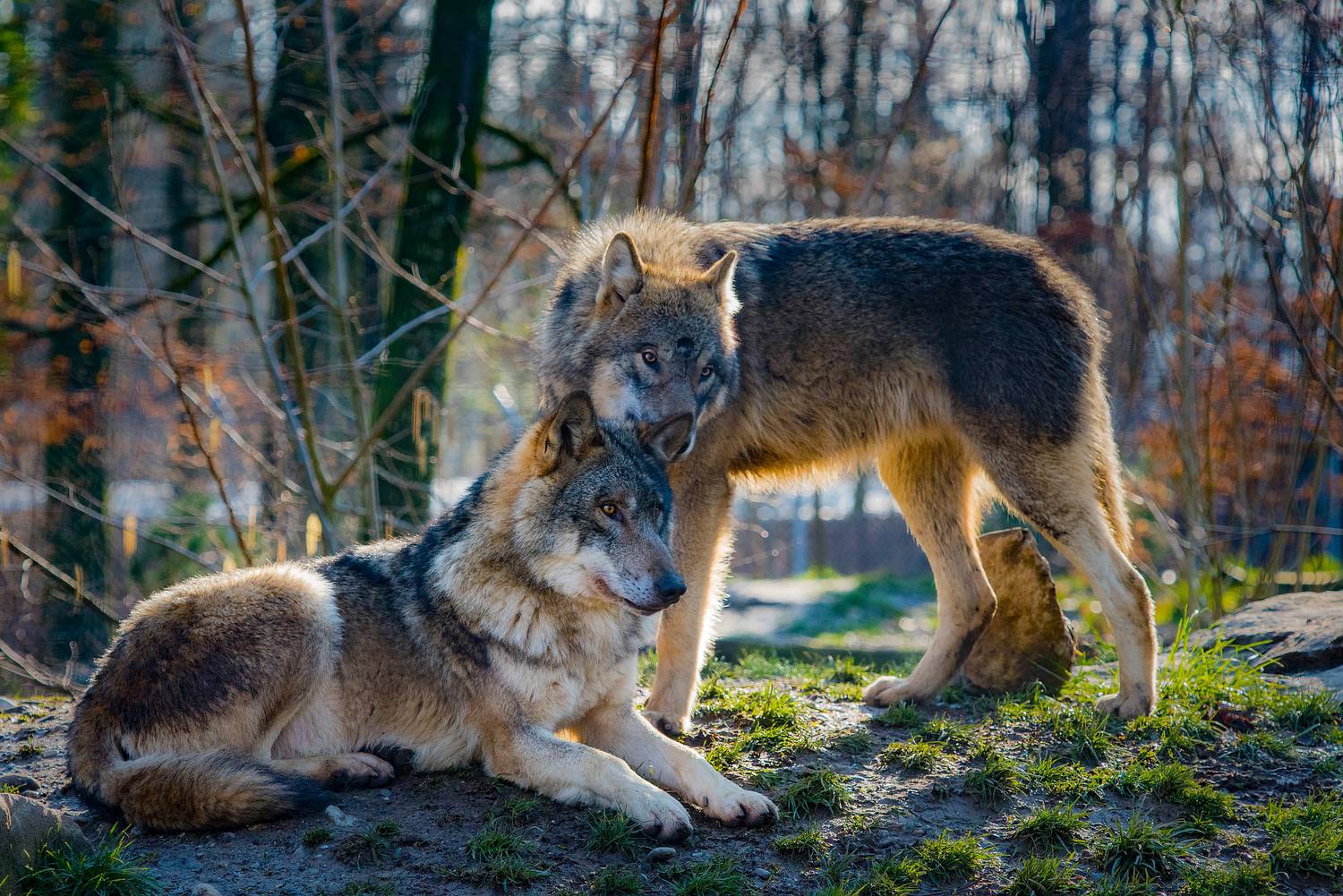 parc Alpha, ouverture