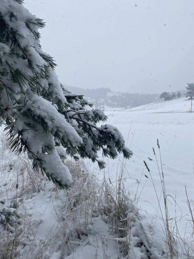 Elle est arrivée ! Certes une arrivée discrète mais ce n’est qu’un début ! Auron , Gréolières les Neiges ; Isola 2000 ; La Colmiane ; Valberg.