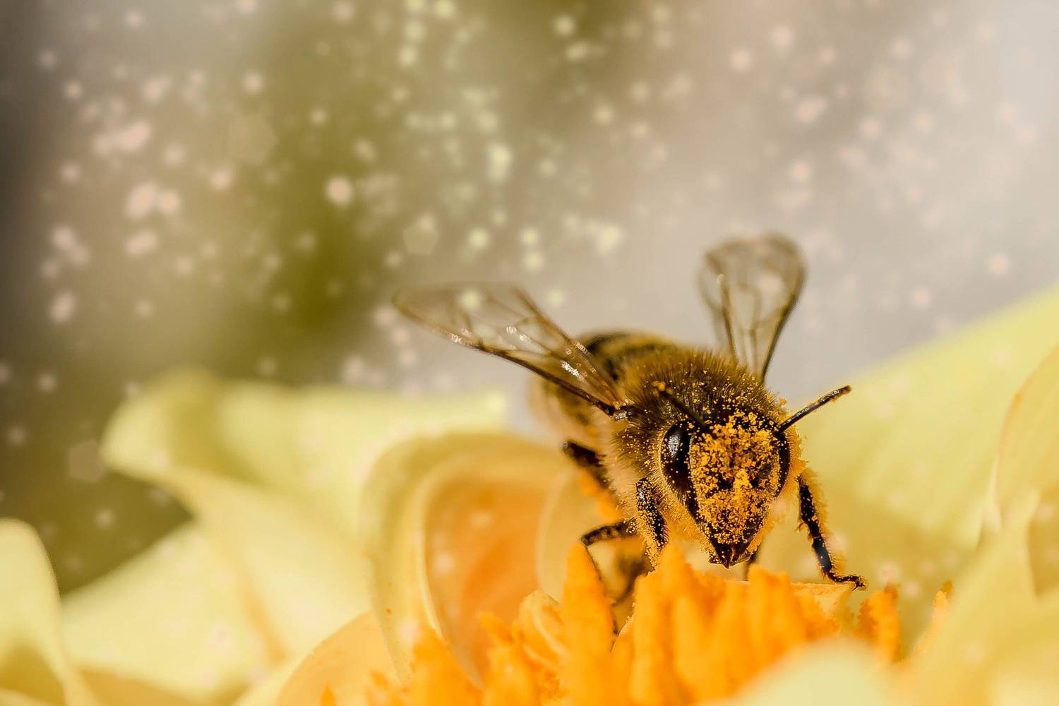 biodiversité, apiculture