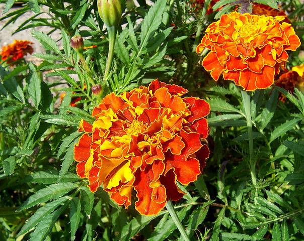 05 septembre; Sainte Raïssa; jour de la tagette; œillet d'Inde; Inde : fête des professeurs. September 05; Saint Raissa; marigold day; marigold; India: Teachers' Day