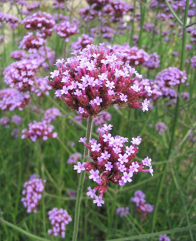 Sainte Germaine; Verveine; Japon; William Adams.