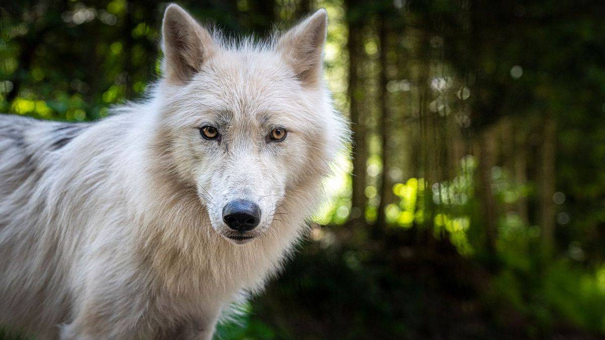 Les loups du parc Alpha