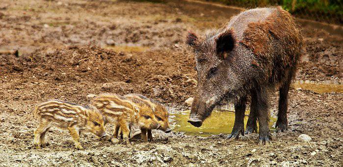 Prudence est mère de sureté ; peste porcine ; Italie ;