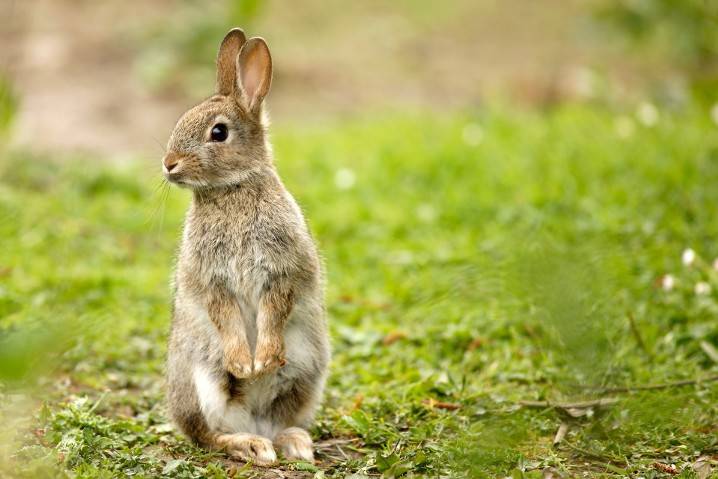 Napoléon bat en retraite devant des… Lapins !