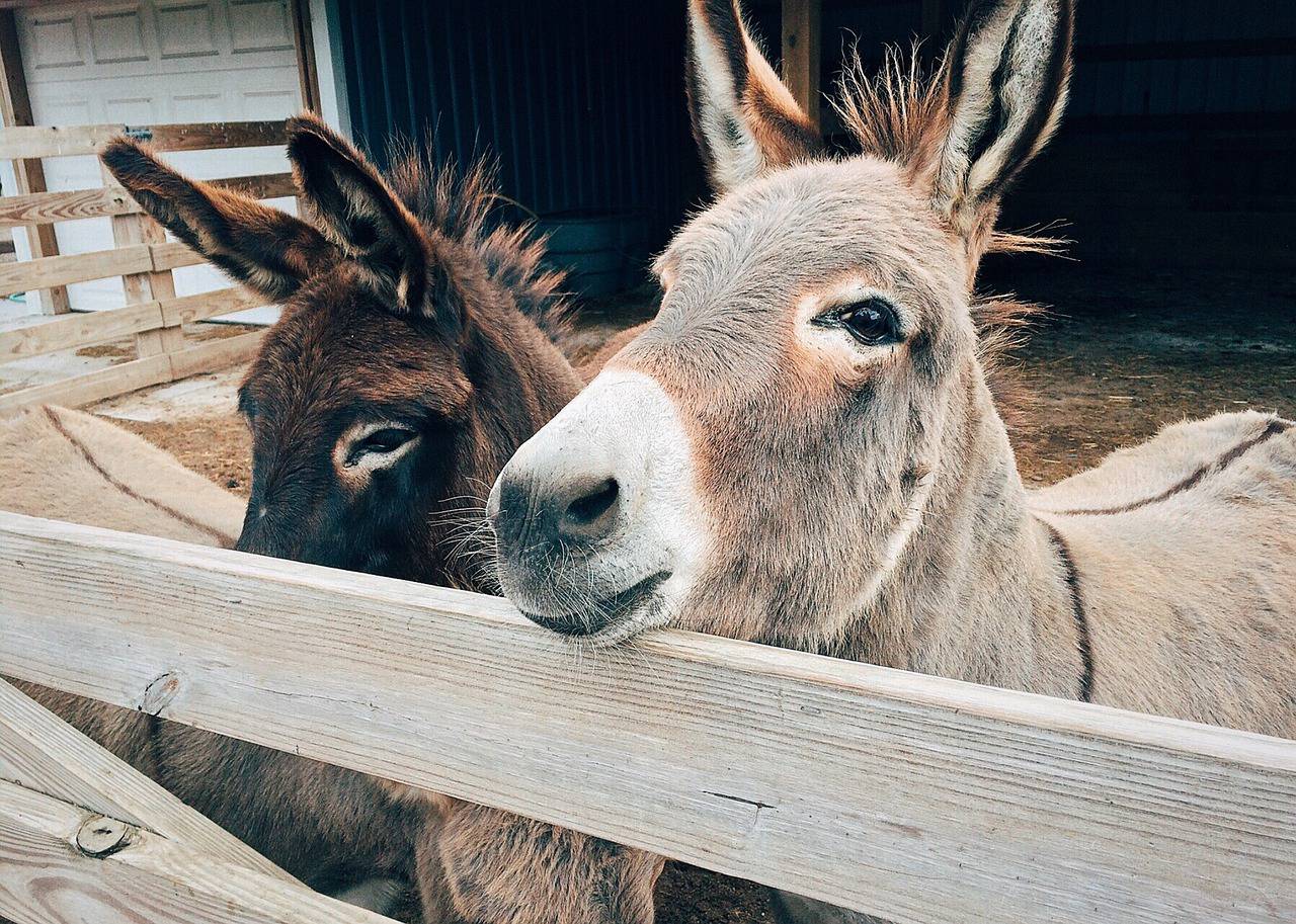 Âne ; Escragnolles ; Fête ; Manifestations ; Poneys ; Maréchalerie ; Promenades ; Marché provençal ; Produits locaux ; Tailleur de pierre. Donkey ; Escragnolles; Party ; Events; ponies; Farriery; Walks; Provençal market; Local products ; Stonecutter.