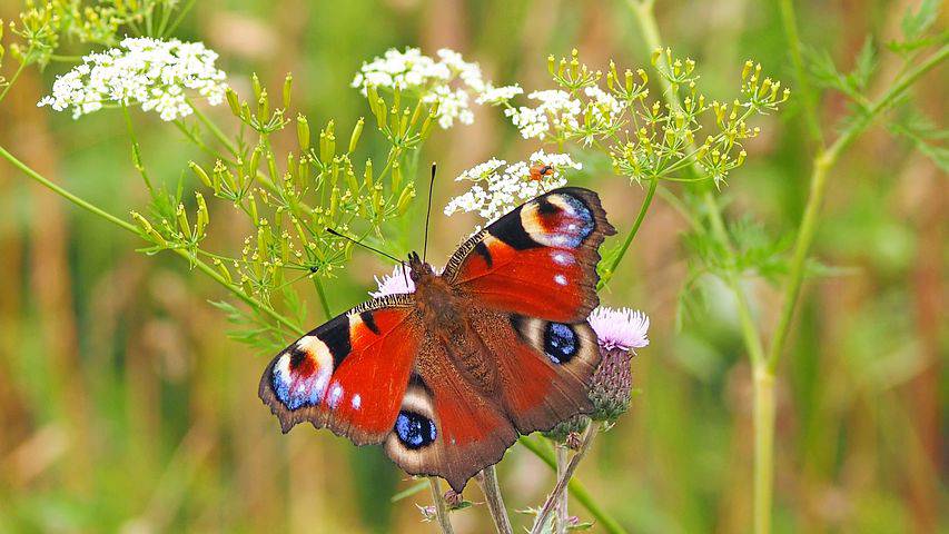 Observation des papillons ; Valbonne ; Atlas de la Biodiversité Communale