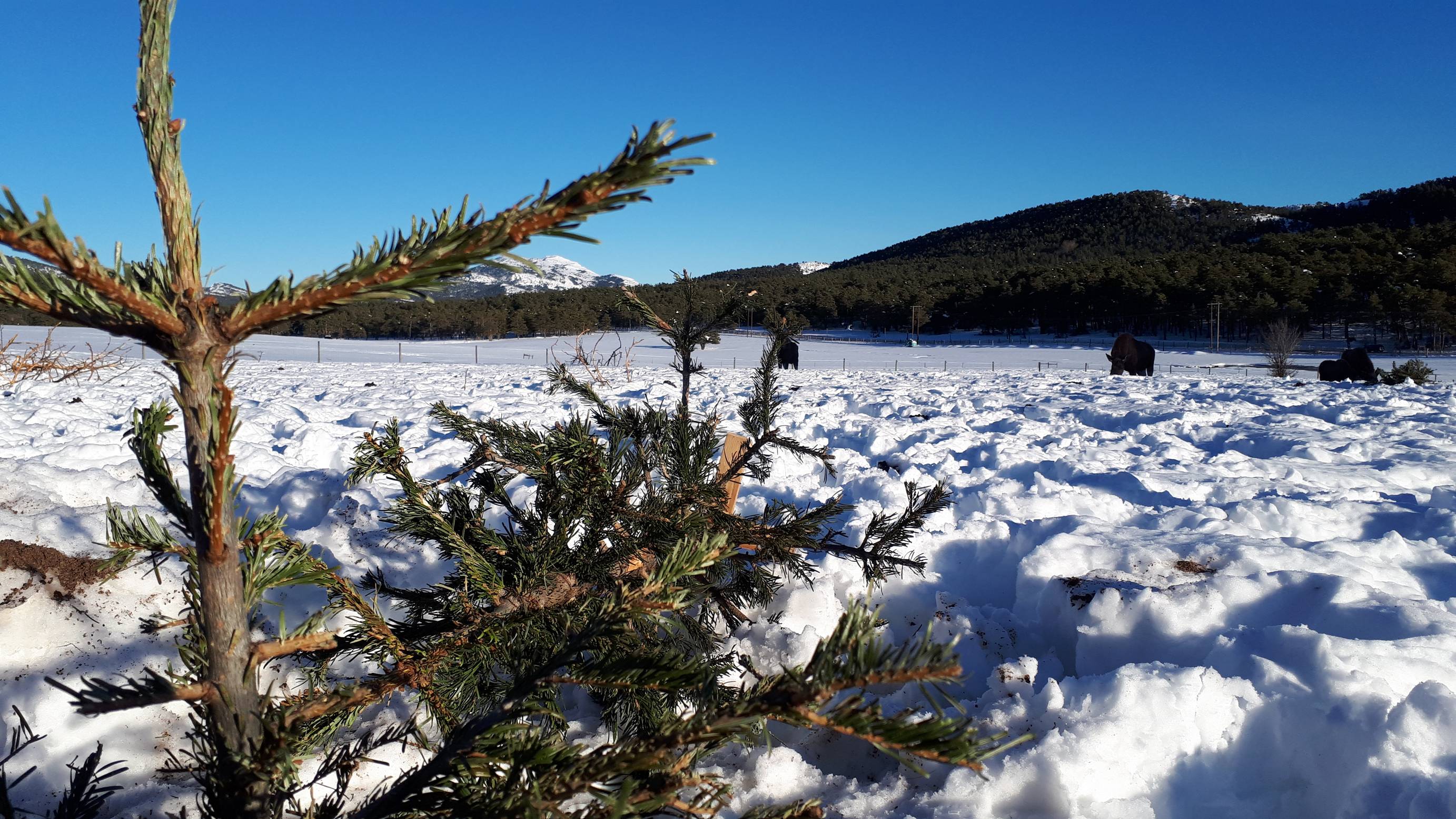 Les Entreprises des Bois de Grasse se mobilisent pour recycler les sapins de Noël